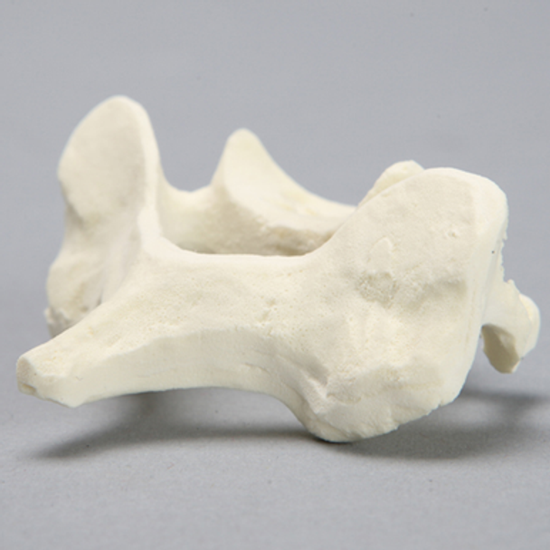 Vertebra, C6, Foam Cortical