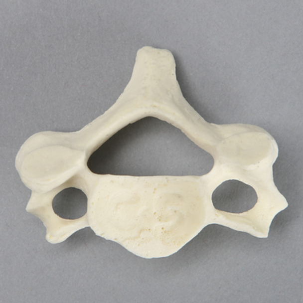 Vertebra, C5, Foam Cortical