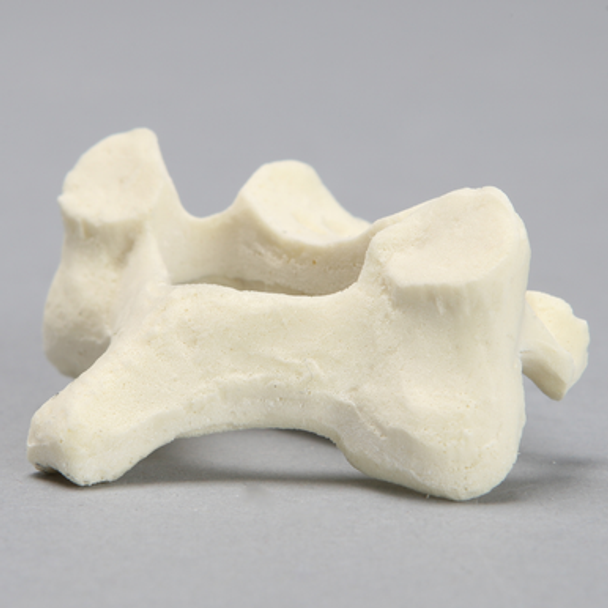 Vertebra, C5, Foam Cortical