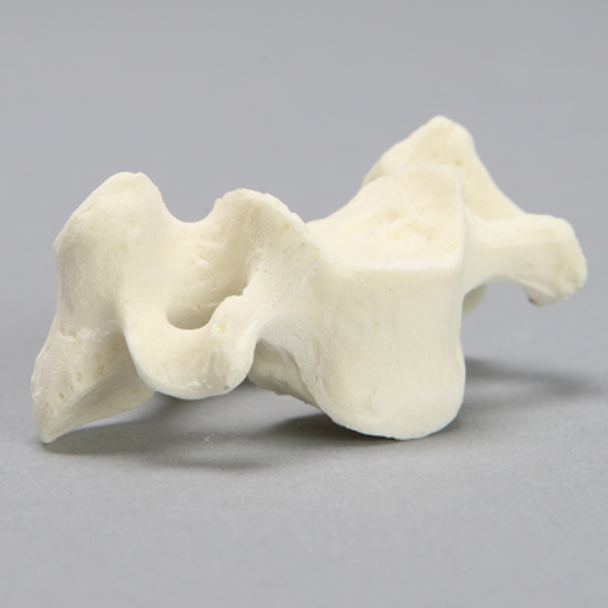 Vertebra, C5, Foam Cortical