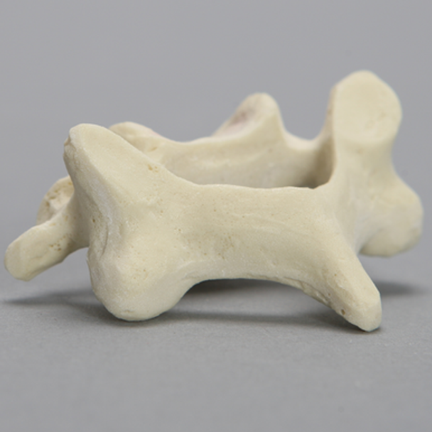 Vertebra, C4, Foam Cortical