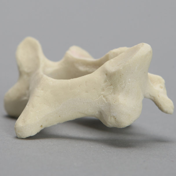 Vertebra, C4, Foam Cortical