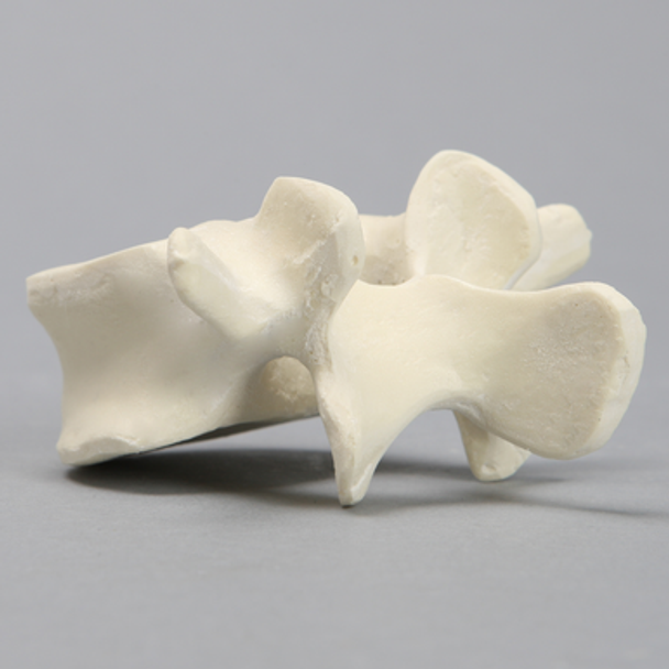 Vertebra, L4, Solid Foam