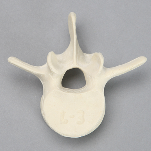 Vertebra, L3, Solid Foam