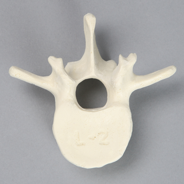 Vertebra, L2, Solid Foam