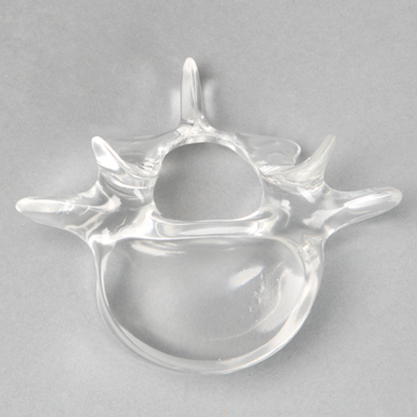 Vertebra L5, Solid Clear Plastic