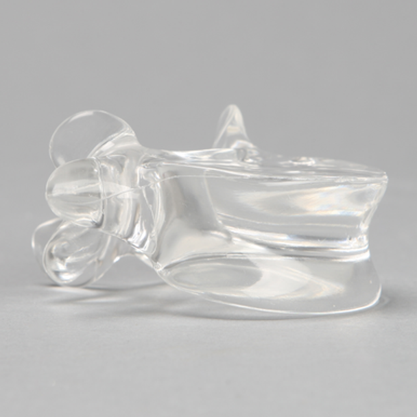 Vertebra L5, Solid Clear Plastic