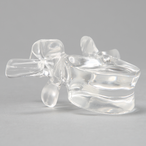 Vertebra L2, Solid Clear Plastic