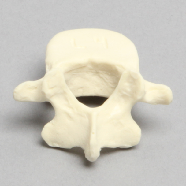 Vertebra, L4, Pediatric, Solid Foam