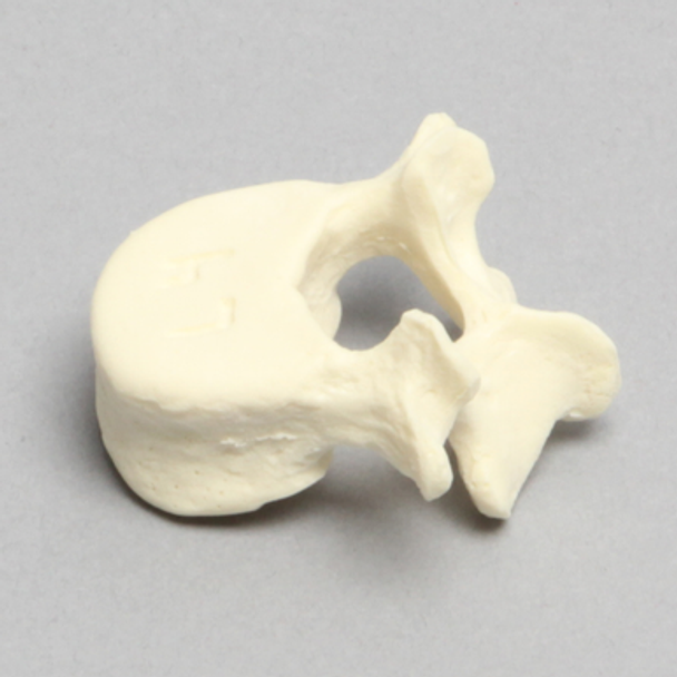 Vertebra, L4, Pediatric, Solid Foam