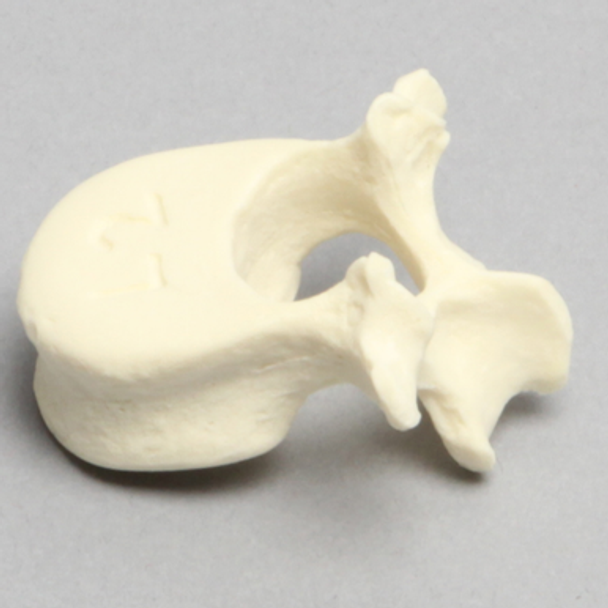 Vertebra, L2, Pediatric, Solid Foam