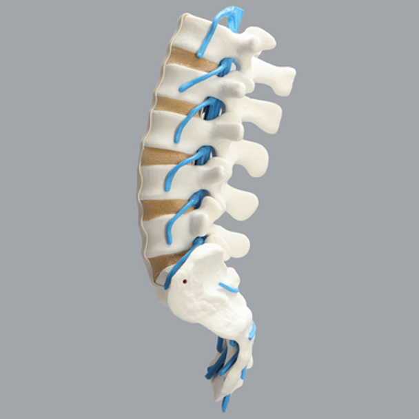 Spine, Lumbar with Blue Nerve Roots, Foam Cortical