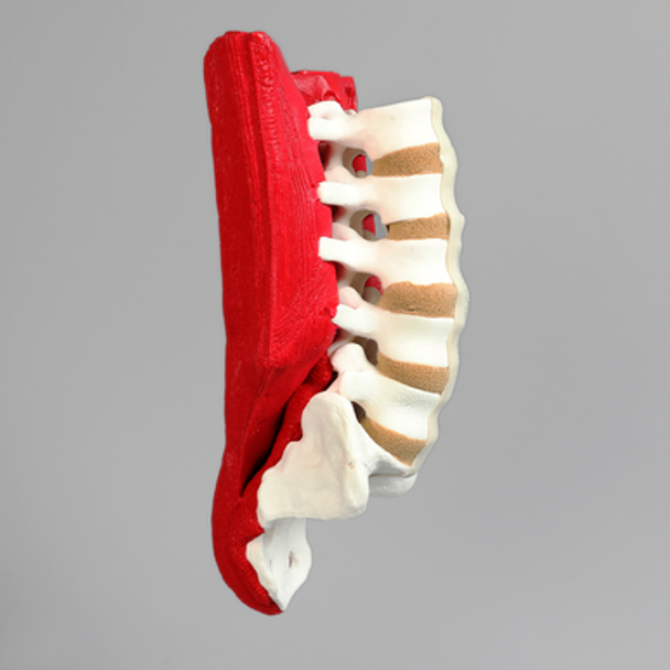 Spine, L1-Sacrum, Lumbar with Muscles, Foam Cortical