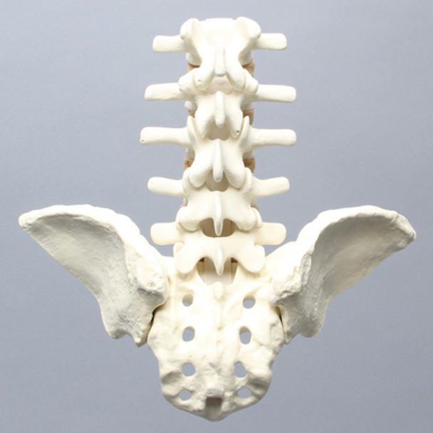 Spine, Lumbar, with Iliac Crests, Foam Cortical