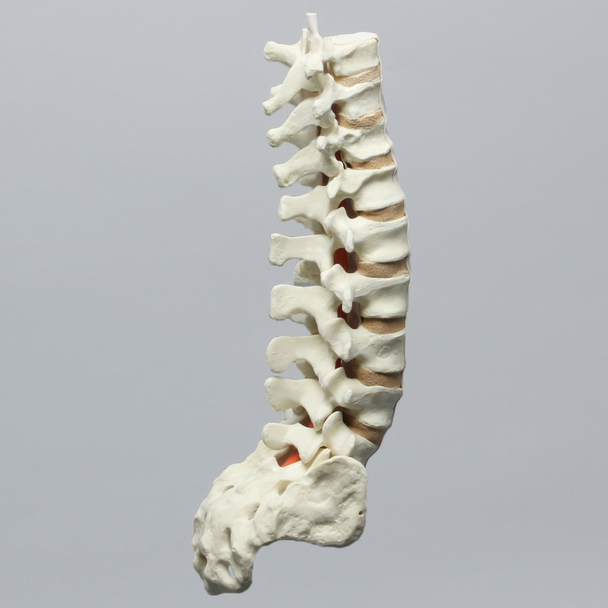 Spine, T9-Sacrum