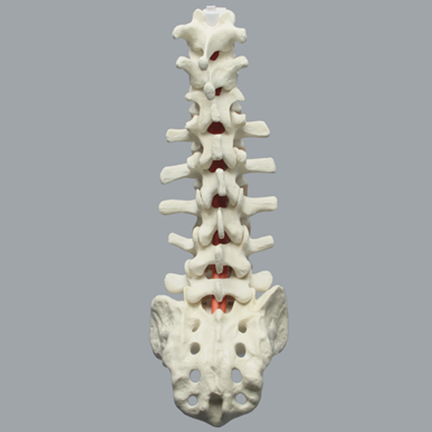 Spine, T10-Sacrum, Foam Cortical