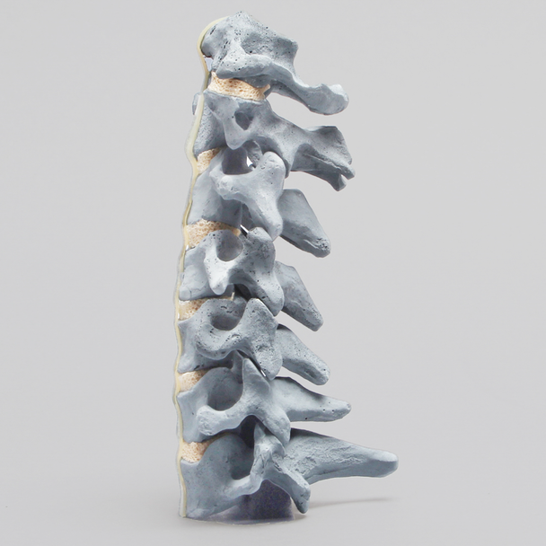 Spine, Cervical , with Anterior Ligament, Radiopaque