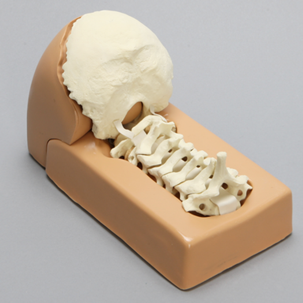 Spine, Cervical, with Occipital, Foam Cortical