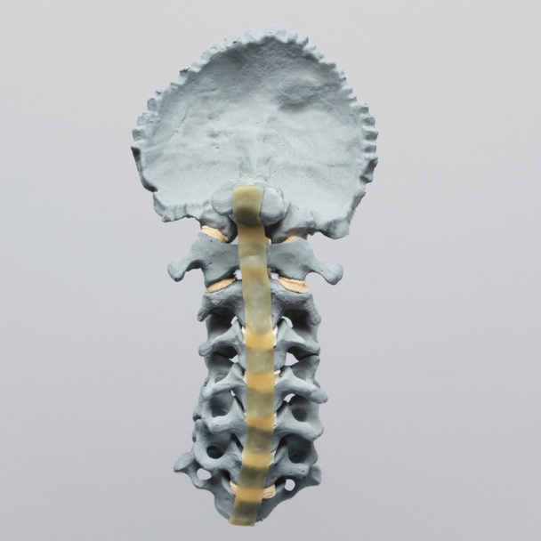 Spine, Cervical, with Occipital, Radiopaque