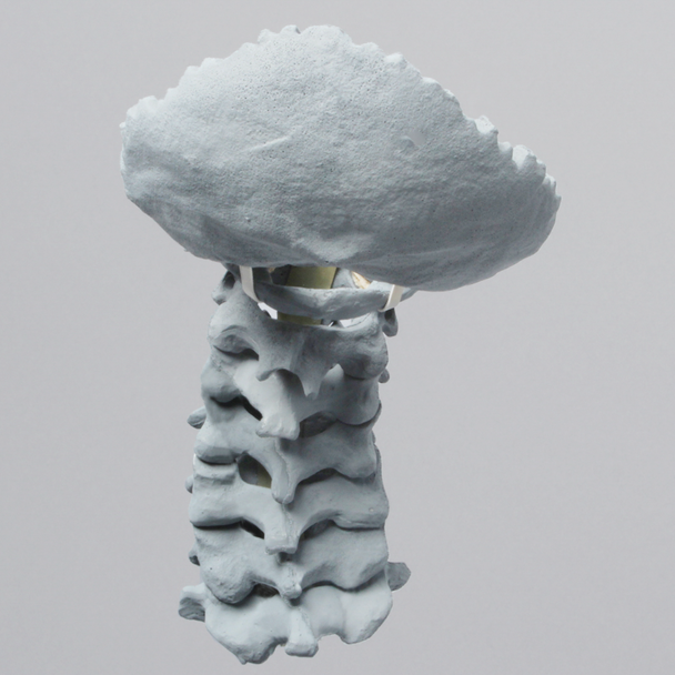 Spine, Cervical, with Occipital, Radiopaque