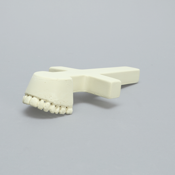 Maxilla with Drill Holes