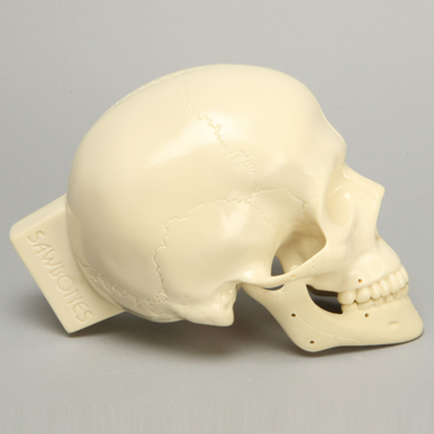 KIMSeattle Replacement Full Skull and 21 Reference Holes for #9001 and 9001-1 Kits