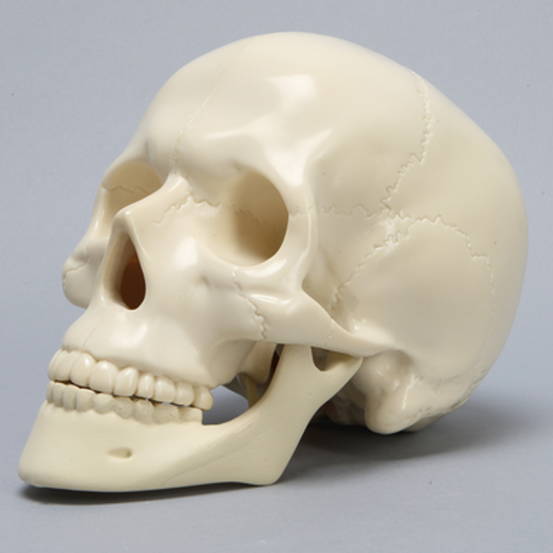 Skull, Full, Solid Foam, Without Vise Attachment