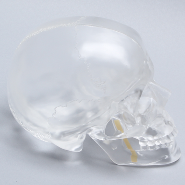 Skull, Full, Articulated, Solid Clear Plastic