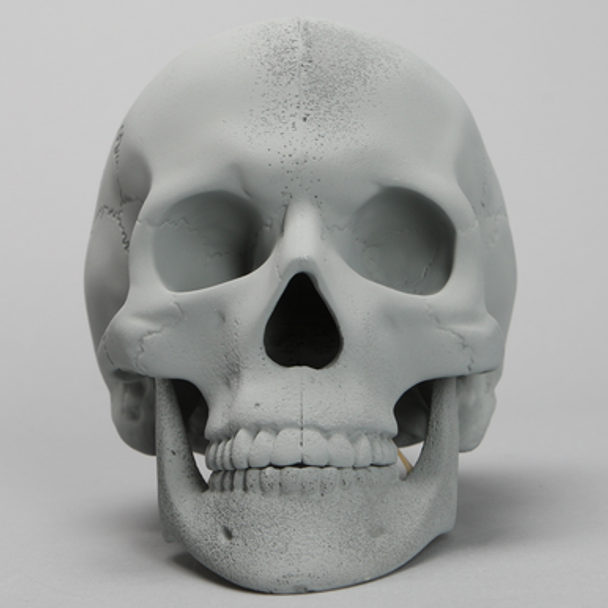 Skull, Full, Radiopaque, With Vise Attachment