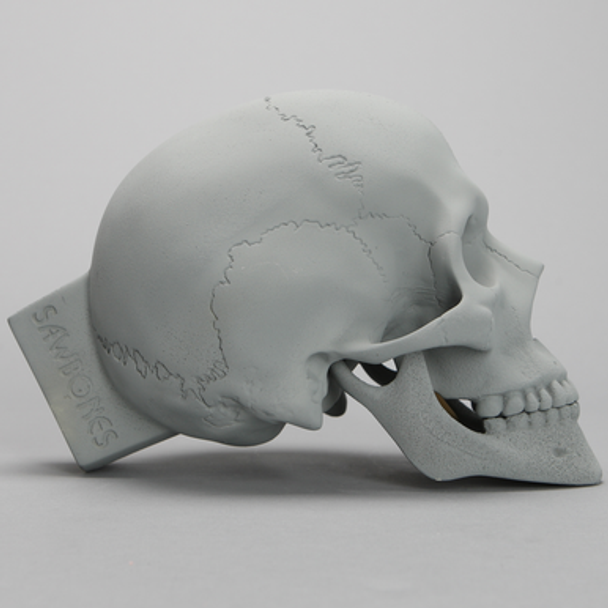 Skull, Full, Radiopaque, With Vise Attachment
