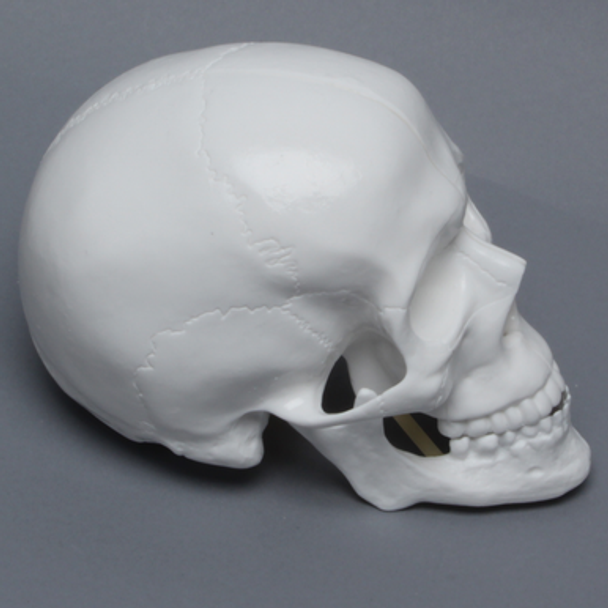 Skull, Full, White Plastic