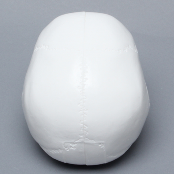 Skull, Full, White Plastic