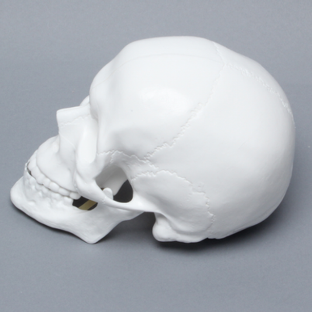 Skull, Full, White Plastic