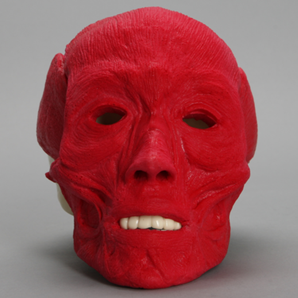 Full Skull, with Muscles
