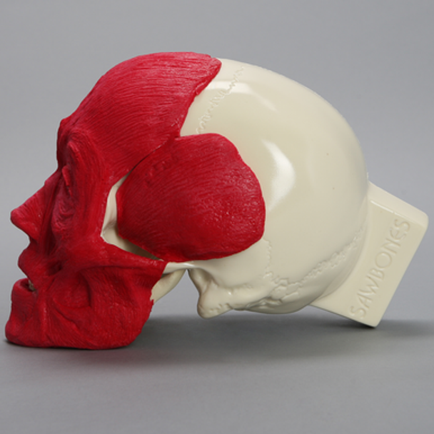 Full Skull, with Muscles