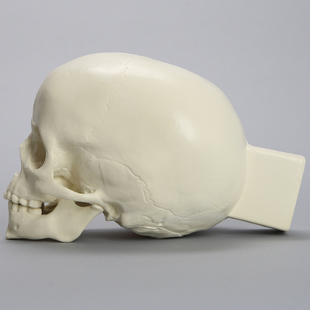 Skull, Full Pediatric, with Vise Attachment
