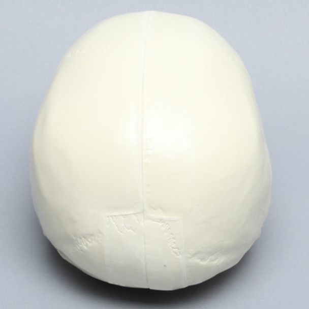 Skull, No Mandible or Vise Attachment
