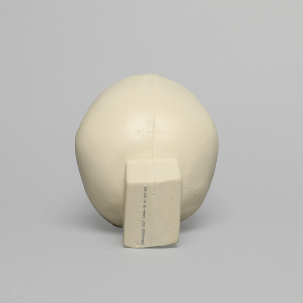 Skull, Pediatric, With Vise Attachment