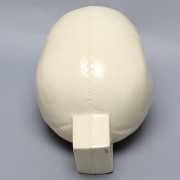 Skull, No Mandible, With Vise Attachment