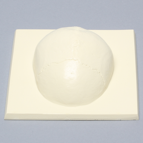 Skull Cap with Soft Tissue
