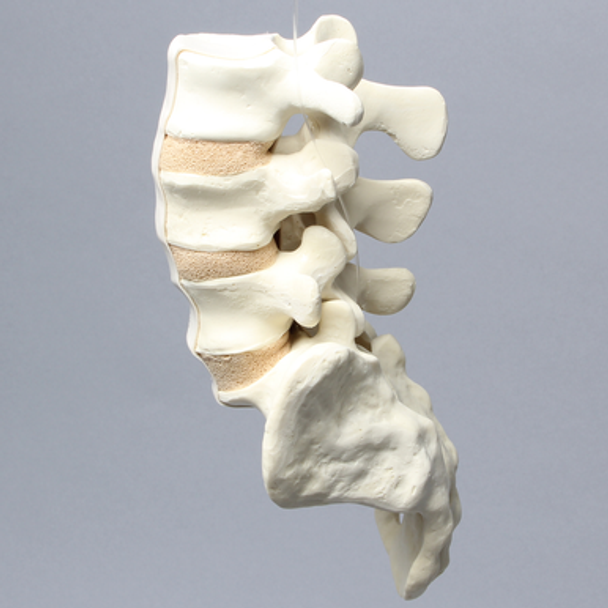 Spine, Lumbar Vertebrae, Anterior and Posterior Ligaments, L3-Sacrum, Solid Foam