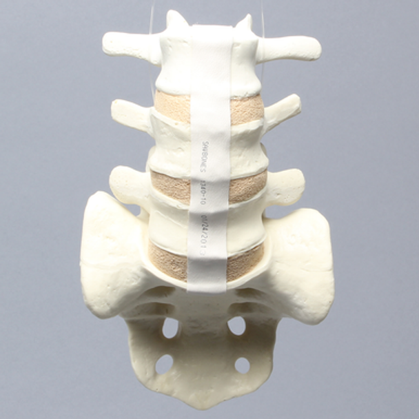 Spine, Lumbar Vertebrae, Anterior and Posterior Ligaments, L3-Sacrum, Solid Foam