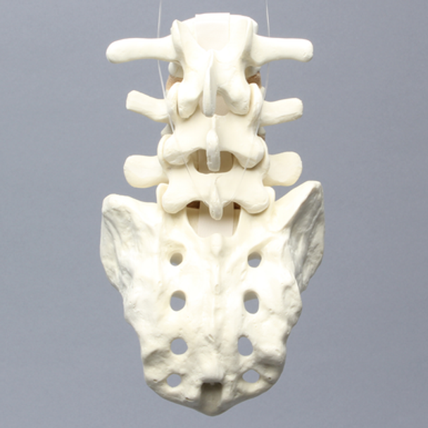 Spine, Lumbar Vertebrae, Anterior and Posterior Ligaments, L3-Sacrum, Solid Foam