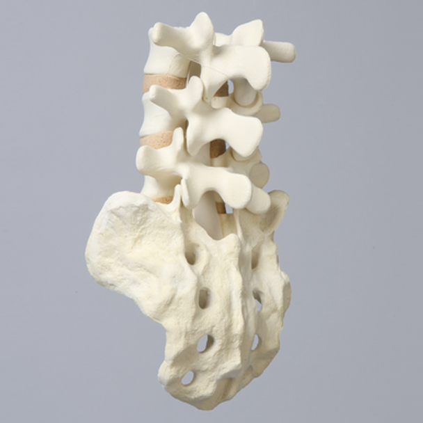 Spine, Lumbar Vertebrae, L3-Sacrum, Foam Cortical