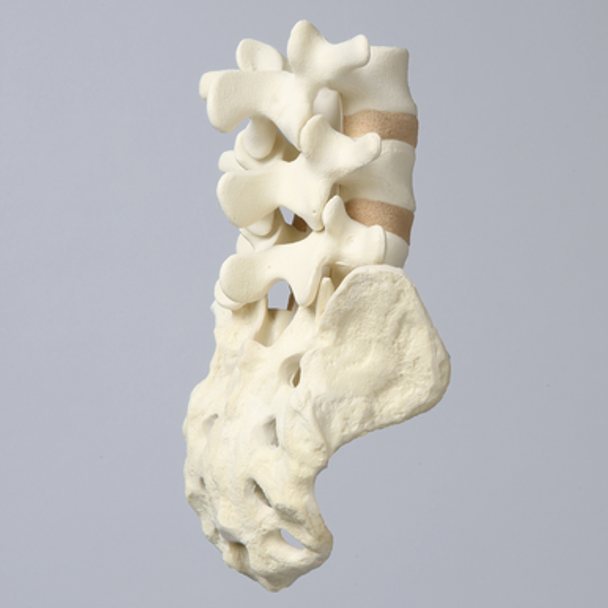 Spine, Lumbar Vertebrae, L3-Sacrum, Foam Cortical