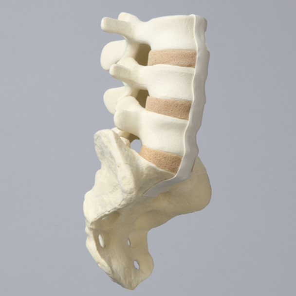 Spine, Lumbar Vertebrae, L3-Sacrum, Foam Cortical