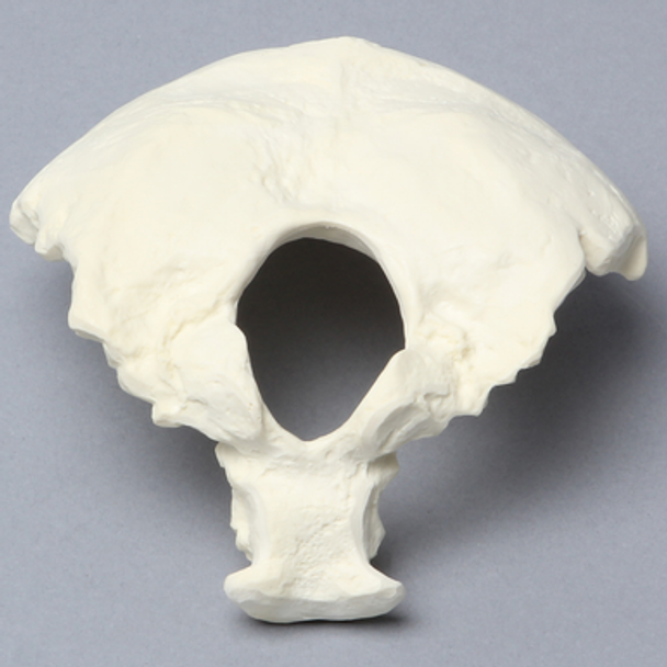 Occipital, Solid Foam