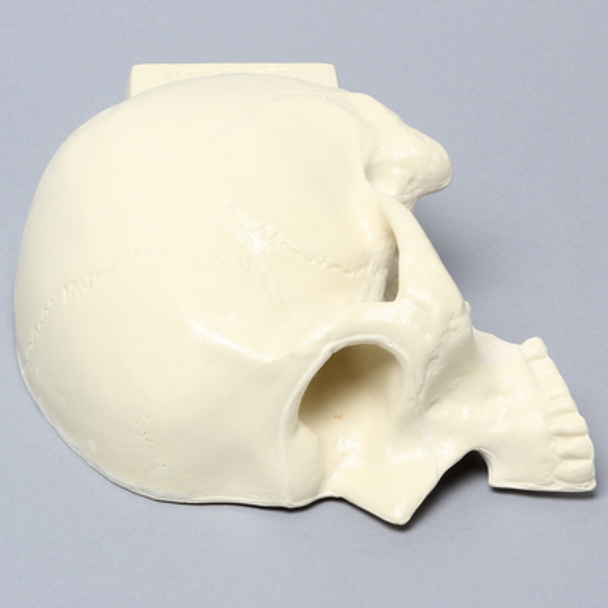 Skull, Left Partial, Foam Cortical, with Vise Attachment