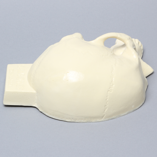 Skull, Left Partial, Foam Cortical, with Vise Attachment