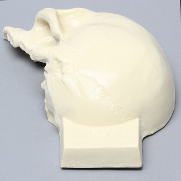 Skull, Left Partial, Foam Cortical, with Vise Attachment